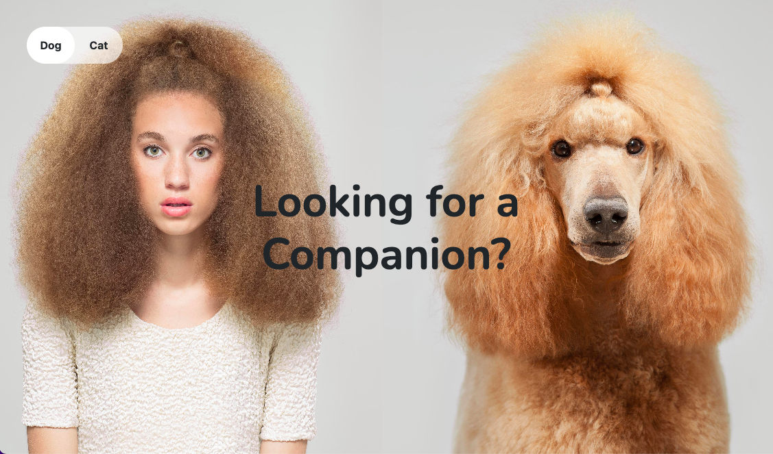 portfolio, site de ventes de vêtements haute-coutures